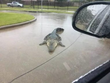 印度暴雨过后 鳄鱼在马路上散步