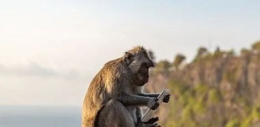 印度一猴子站树上向人群狂撒8万卢比