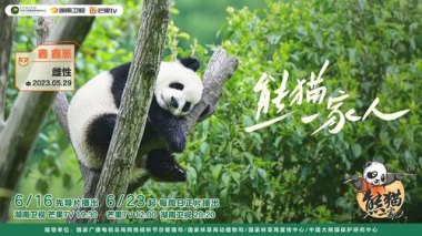 有一种治愈叫看大熊猫睡觉