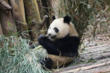 有一种治愈叫看大熊猫睡觉