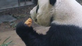 有一种治愈叫看大熊猫睡觉